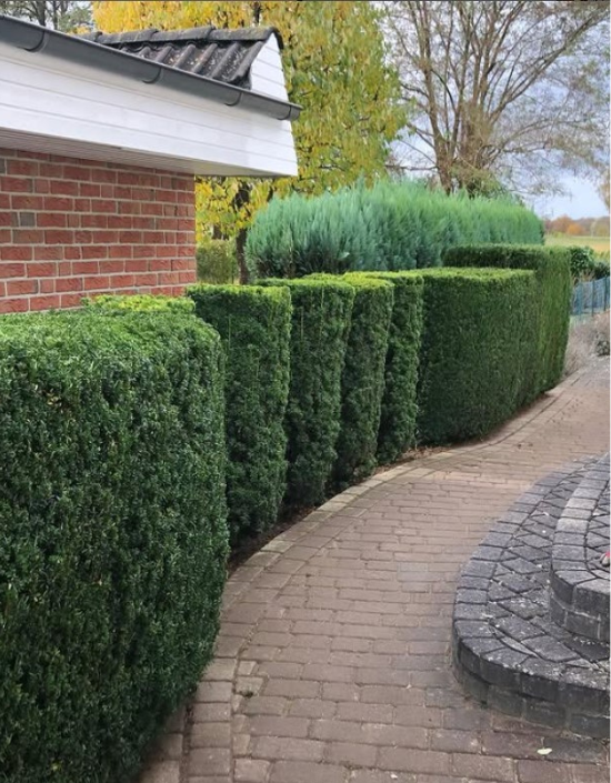 Hecken schneiden in Lüneburg – gepflegte Hecke von Baum- & Gartenpflege Köllmann