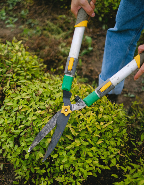 Fachgerechter Heckenschnitt – Baum- & Gartenpflege Köllmann
