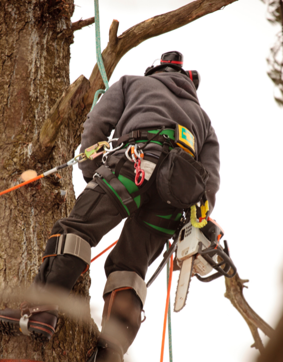 Baumkletterer führt professionelle Baumpflege mit Seilklettertechnik durch – Baum & Gartenpflege Köllmann, Lüneburg