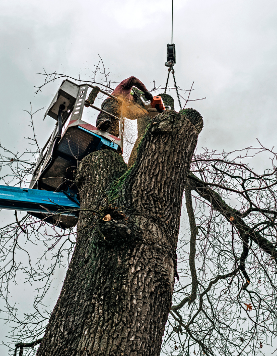Marten Köllmann beim fachgerechten Runterschneiden eines Baumes mit Seilklettertechnik rund um Lüneburg