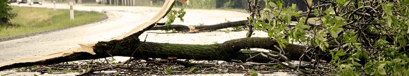 Umgestürzter Baum auf Straße, Baum- & Gartenpflege Köllmann räumt Sturmschäden in Lüneburg