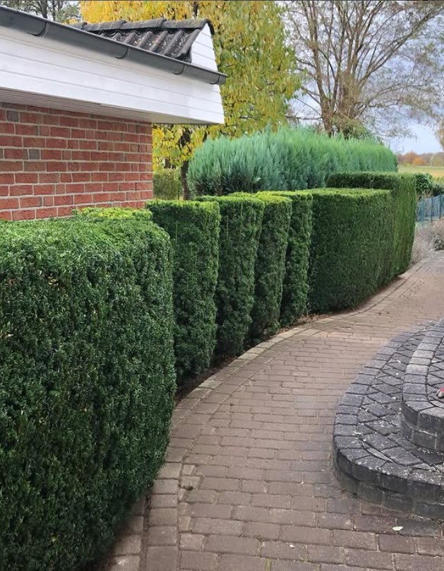 Frisch geschnittene Hecke – Baum- & Gartenpflege Köllmann